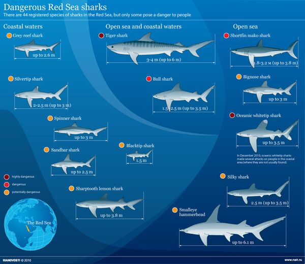 Dangerous Red Sea sharks - Sputnik International