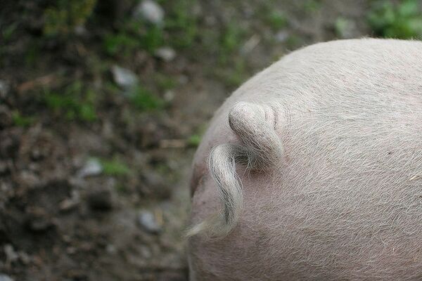 Lethally dangerous pig tails seized in Russian Far East - Sputnik International