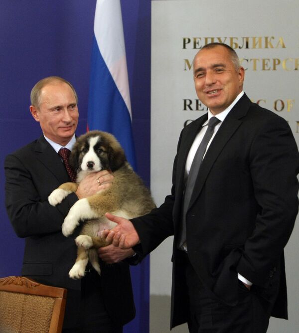 The puppy was given to Putin by Bulgarian Prime Minister Boyko Borisov after talks in Sofia on November 13. - Sputnik International