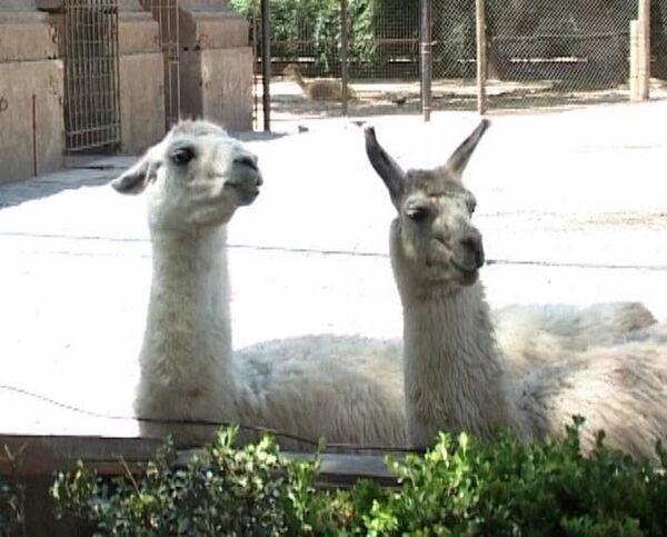 Christmas come early for Buenos Aires zoo animals - Sputnik International