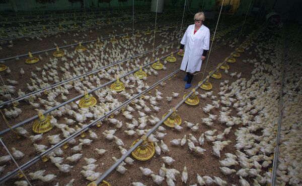 Russian poultry farm slaughters half a million chickens - Sputnik International