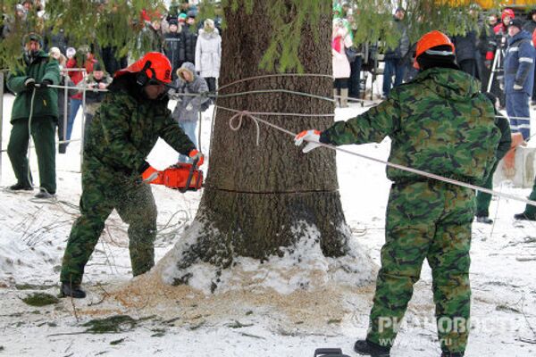 Russia’s main New Year tree found and cut down in Moscow region - Sputnik International