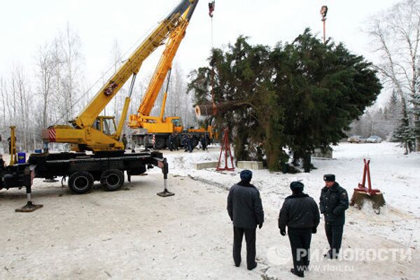 Russia’s main New Year tree found and cut down in Moscow region - Sputnik International