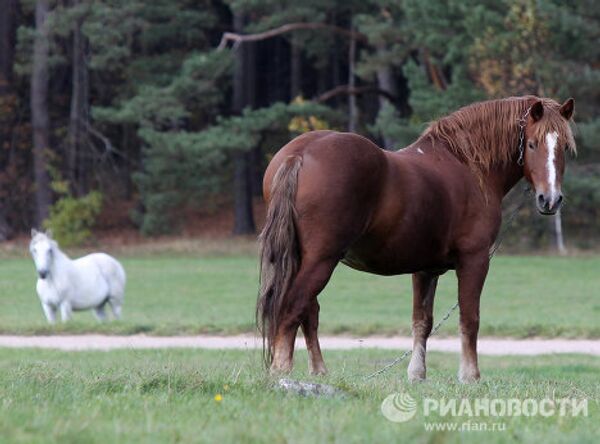 RIA Novosti Photo Gallery: Animals - Sputnik International