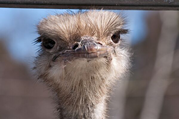 Russian Zoo Ostrich Freezes to Cage Floor, Dies - Sputnik International