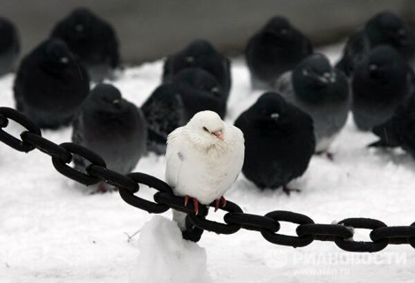 RIA Novosti Photo Gallery: Nature RIA Novosti Photo Gallery: Nature - Sputnik International