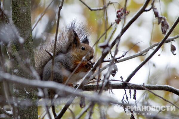 RIA Novosti Photo Gallery: Nature RIA Novosti Photo Gallery: Nature - Sputnik International