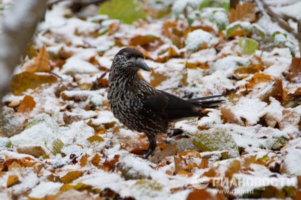 RIA Novosti Photo Gallery: Nature RIA Novosti Photo Gallery: Nature - Sputnik International