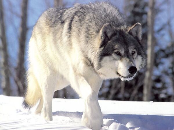 Siberian Region Sets Aside $1mln for Wolf Cull - Sputnik International