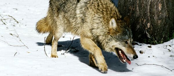 Wolf - Sputnik International