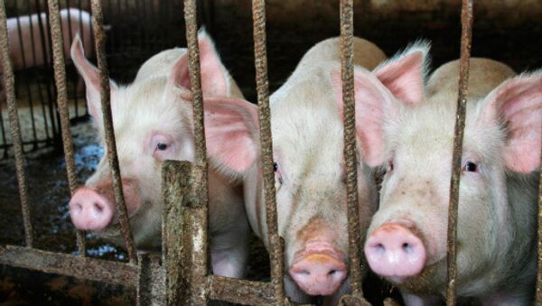 US Says Its Pigs Safe to Eat, Following Russian Trade Suspension - Sputnik International