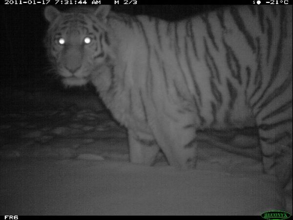 Pictures from photo traps show that the tigress is accompanied by three cubs - Sputnik International