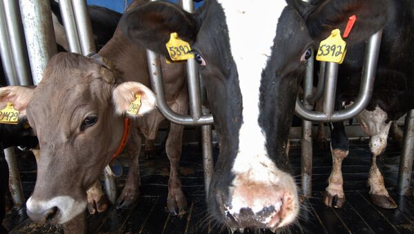 Cow gives birth to four calves in Urals - Sputnik International