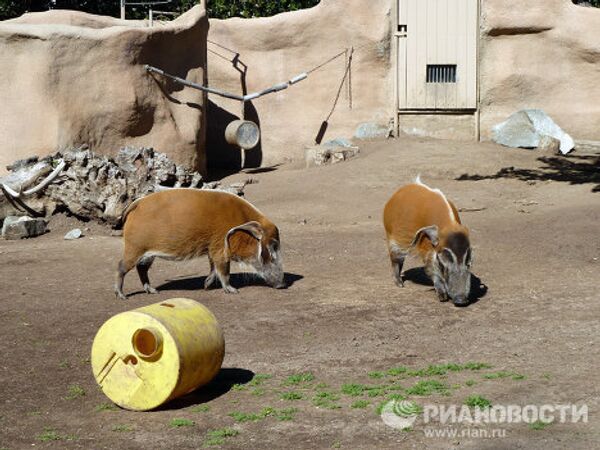 World-famous San Diego Zoo - Sputnik International