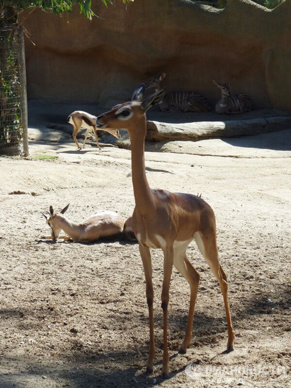 World-famous San Diego Zoo - Sputnik International