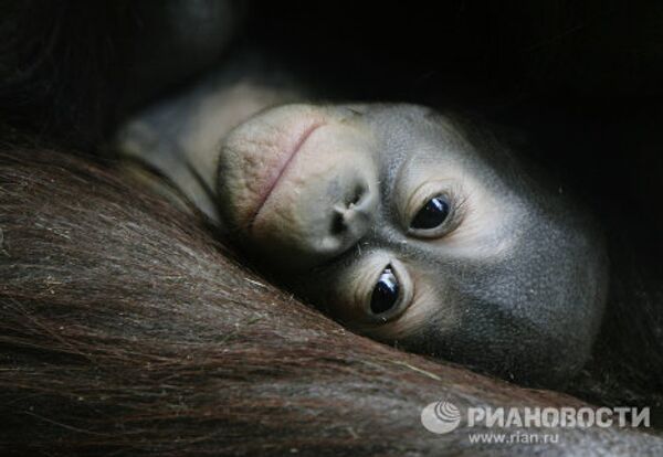 Mandrill and orangutan infants at the Moscow Zoo - Sputnik International