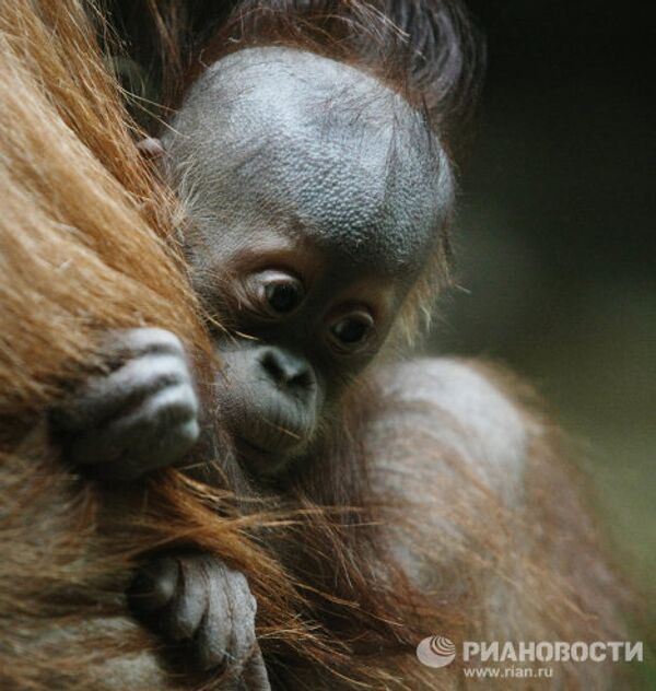 Mandrill and orangutan infants at the Moscow Zoo - Sputnik International