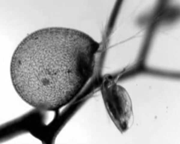 Killer plant sucks in prey with incredible speed  - Sputnik International