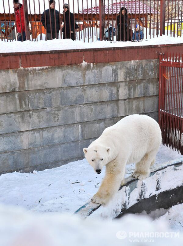 Umka the polar bear named Mr Zoo 2011 - Sputnik International