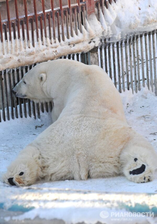 Umka the polar bear named Mr Zoo 2011 - Sputnik International