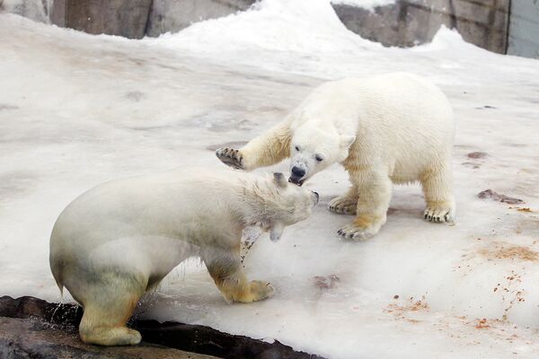 Polar Bears - Sputnik International