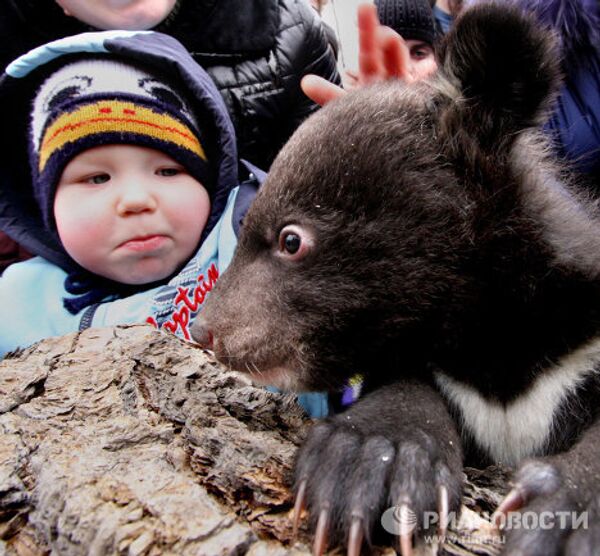 Animal news: black bear cubs and gibbon gives birth - Sputnik International