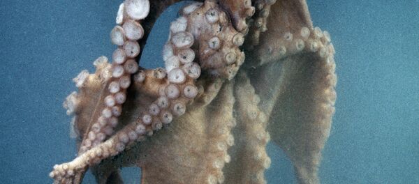 Осьминог, обитающий у берегов Сахалина Осьминог, обитающий у берегов Сахалина - Sputnik International