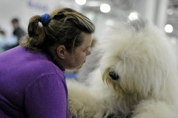 Fluffy terriers and shaggy sheepdogs on display at Moscow dog show - Sputnik International
