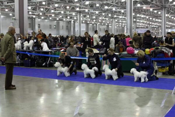 Fluffy terriers and shaggy sheepdogs on display at Moscow dog show - Sputnik International
