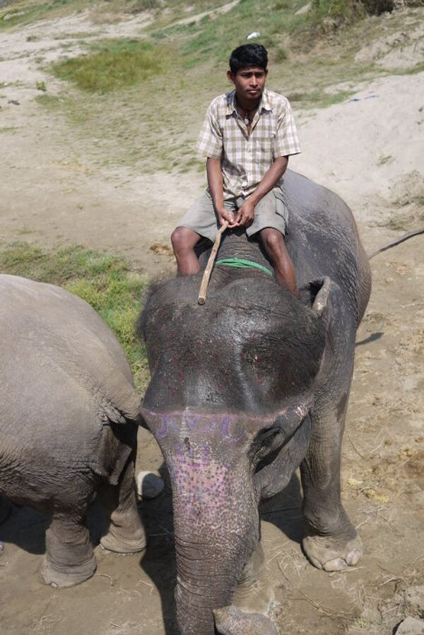 Bath time for the elephants in Chitwan - Sputnik International