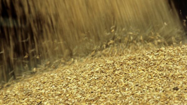 Ukraine May Impose Wheat Export Quotas - Reports         - Sputnik International
