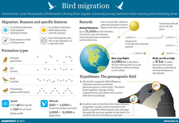 How an internal “compass” helps birds navigate  - Sputnik International