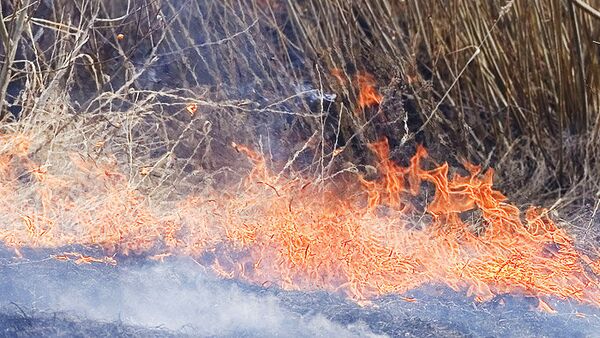 Russia wildfires begin in south Siberia - Sputnik International