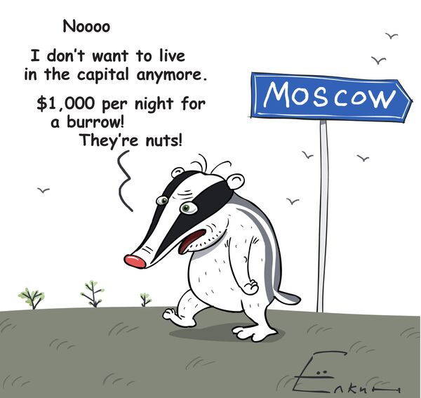  Why did badgers abandon Moscow? - Sputnik International