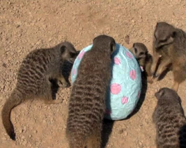 London Zoo's meerkats get an Easter treat - Sputnik International