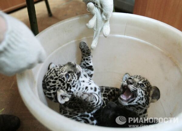 Jaguar triplets born at St. Petersburg Zoo - Sputnik International