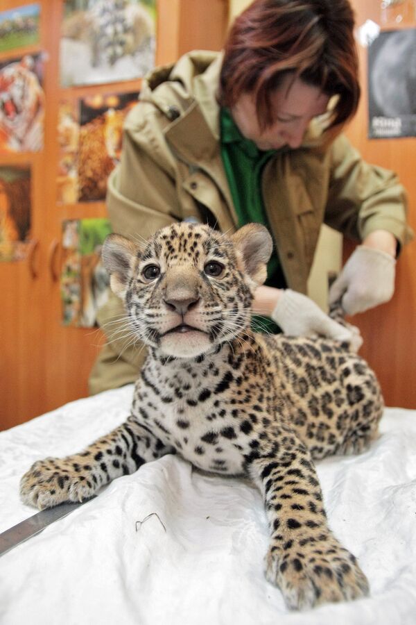 Jaguar triplets born at St. Petersburg Zoo - Sputnik International