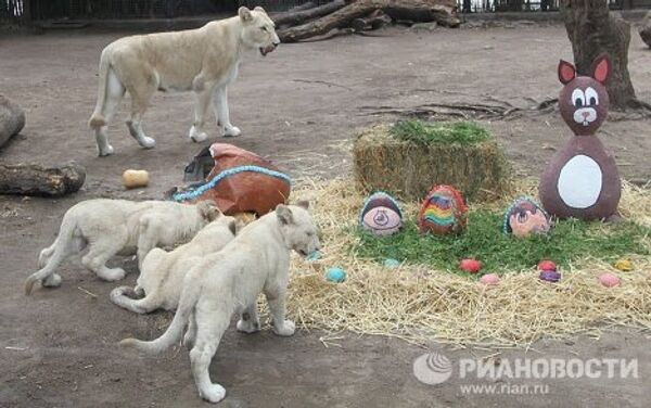 Easter presents for animals at Buenos Aires Zoo  - Sputnik International