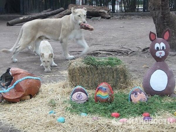 Easter presents for animals at Buenos Aires Zoo  - Sputnik International