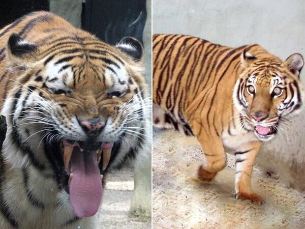 Rio de Janeiro Zoo presents 'royal tiger couple' - William and Kate - Sputnik International