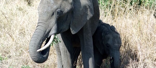 Elephant family Elephant family - Sputnik International
