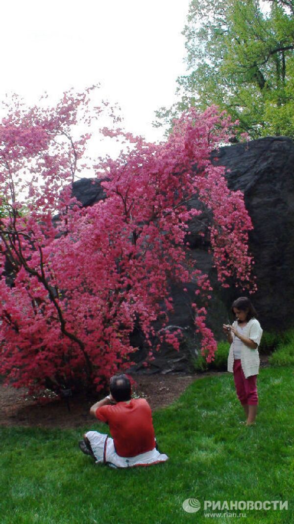 Splendid flowers blooming in the New York Botanical Garden - Sputnik International