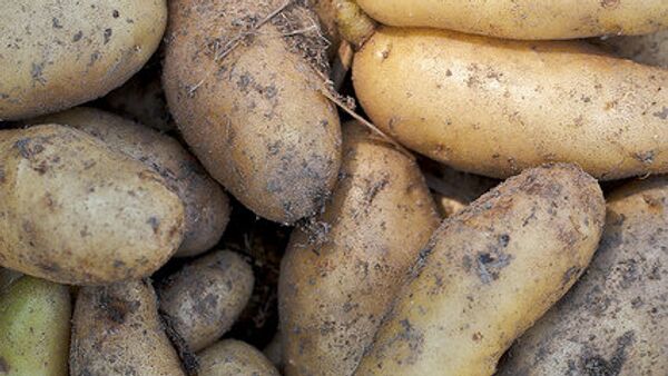 Russia wants stricter controls from Egypt to lift potato ban - Sputnik International