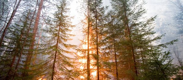 Forest fire Forest fire - Sputnik International