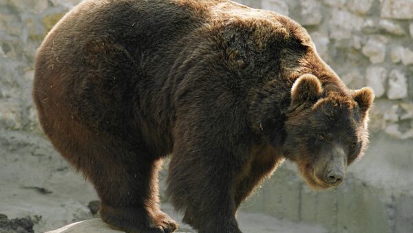 Brown bear at the Moscow Zoo - Sputnik International