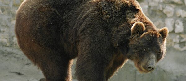 Brown bear at the Moscow Zoo - Sputnik International