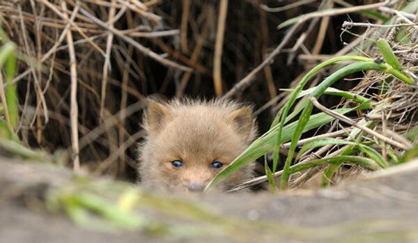 Fox cubs born in East Russian Nature Reserve - Sputnik International