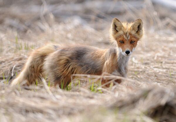 Fox cubs born in East Russian Nature Reserve - Sputnik International