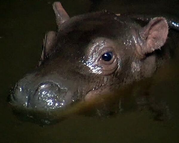 Shy baby hippo born in Prague Zoo - Sputnik International