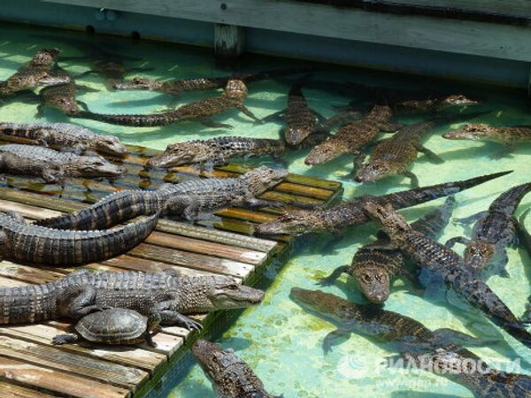  “The alligator capital of the world” Gatorland in Florida  - Sputnik International